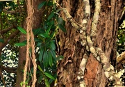 13th May 2025 - Twining Vines ~