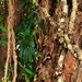 Twining Vines ~