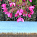 rust and flowers