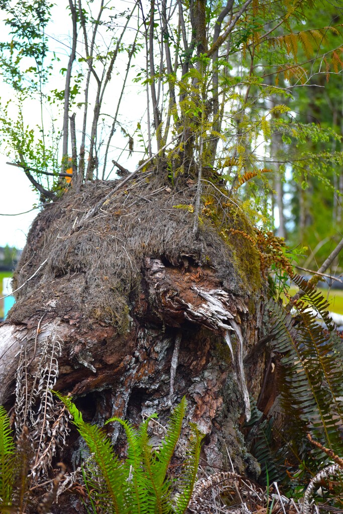 Tree Trunk Beast #3 by richyoung