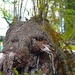 Tree Trunk Beast #3