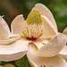 Magnolia Bloom!