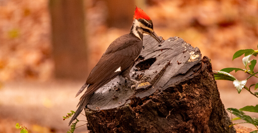 Pileated Woodpecker! by rickster549
