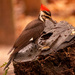 Pileated Woodpecker!