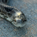 Prairie Kingsnake by kareenking