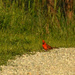 Mother's Day Cardinal