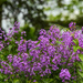 A Patch of Phlox
