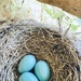 Robin’s Eggs