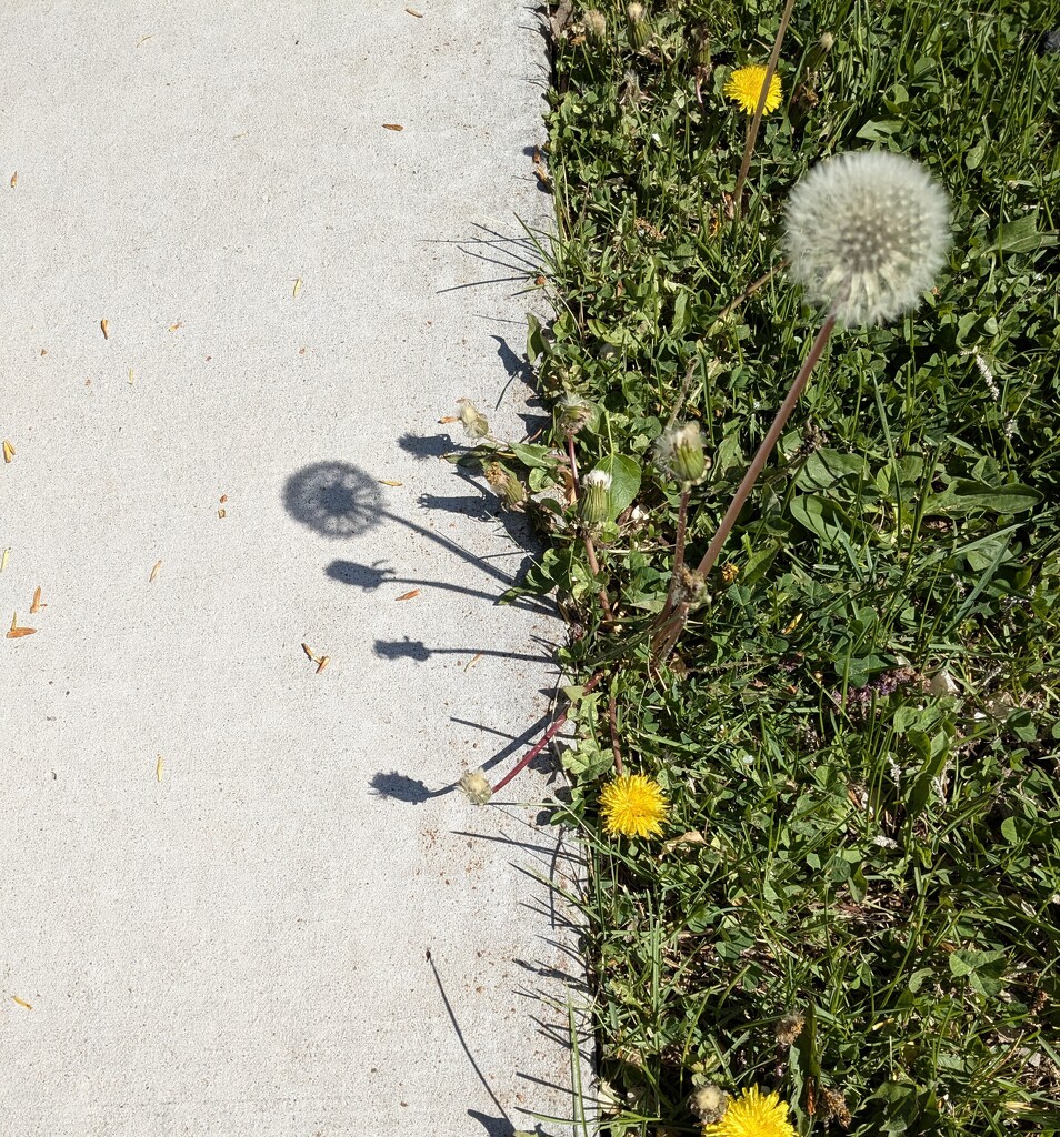Dandelions by wakuwaku