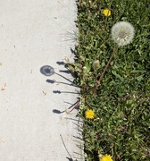 12th May 2025 - Dandelions