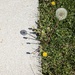 Dandelions