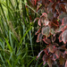 garden colours