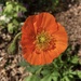 Found an Orange Poppy