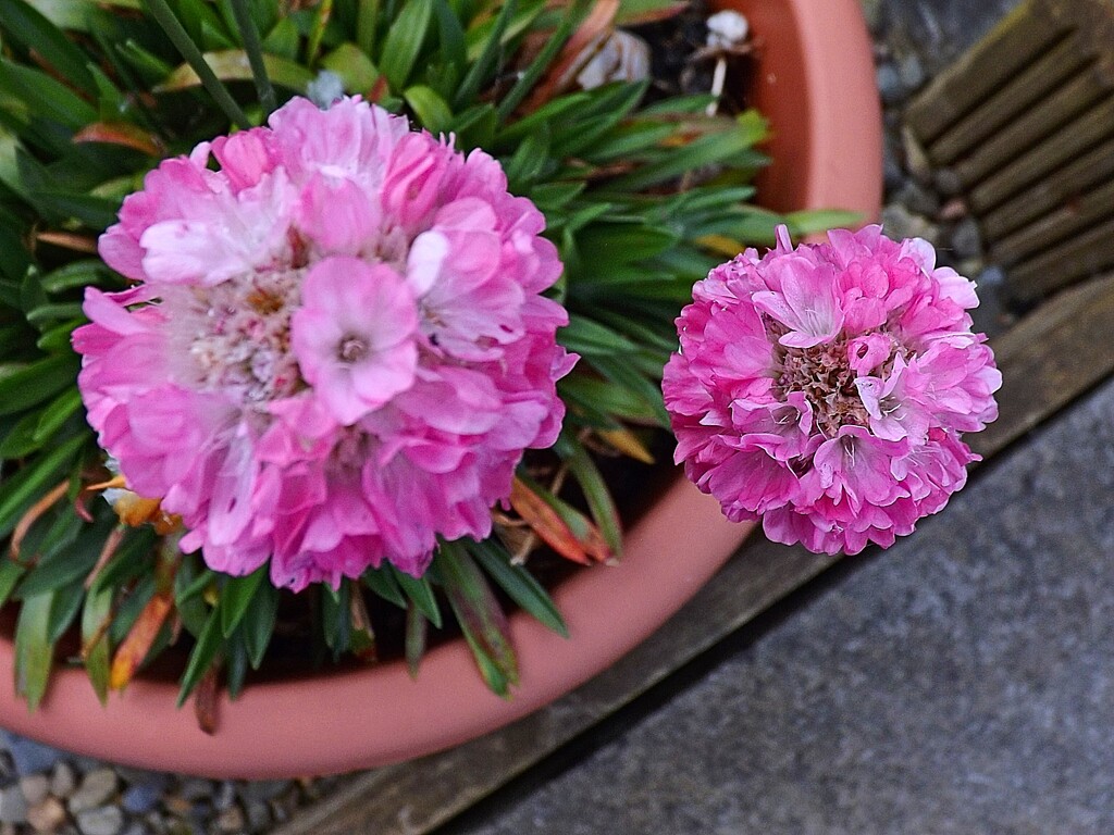 Pink X 2 by ajisaac