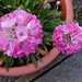 Pink X 2