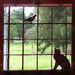 Through the Square Window