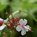 Cranesbill Geranium  by wakelys