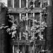 Rose on Fence