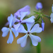 Wild Blue Phlox