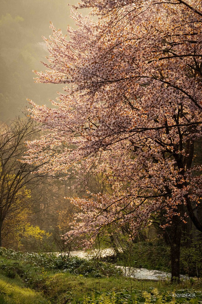 Morning Light by taffy