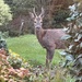 The Culprit