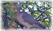 12th May 2025 - Pigeon Pete