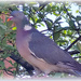 Pigeon Pete