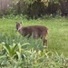 The Other Culprit