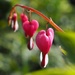 Hearts