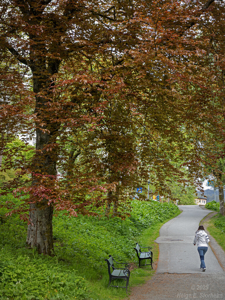 Copper beech by helstor365