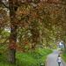 Copper beech