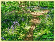13th May 2025 - Bluebell Path