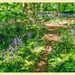Bluebell Path