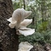 Fungus in the wild