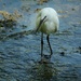 Egret~~~~