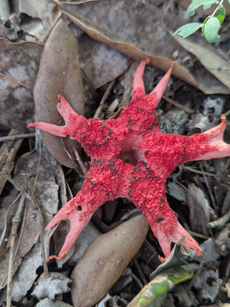 Starfish Fungi by elf