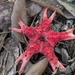 Starfish Fungi