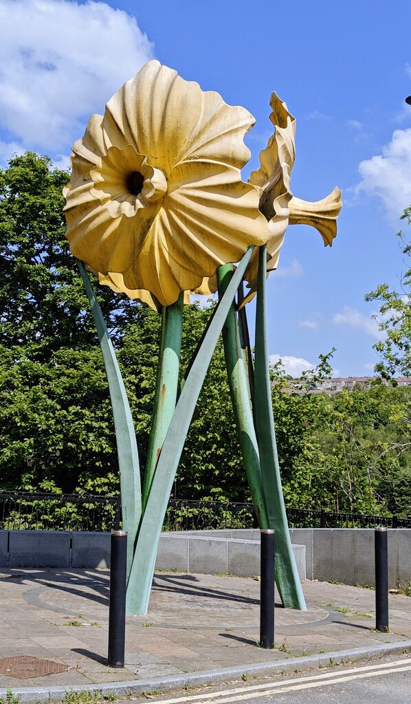 Giant daffodils  by nickrh14
