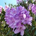 Rhodies........... by cutekitty