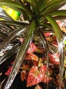 13th May 2025 - Rain on Coleus