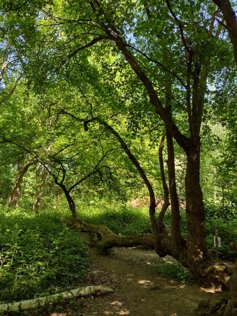 Burleigh Wood 13may25 by aimeebarr
