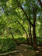 13th May 2025 - Burleigh Wood 13may25