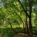 Burleigh Wood 13may25