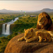 Lion King by 365projectorgchristine