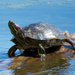 Red-Eared Slider Turtle