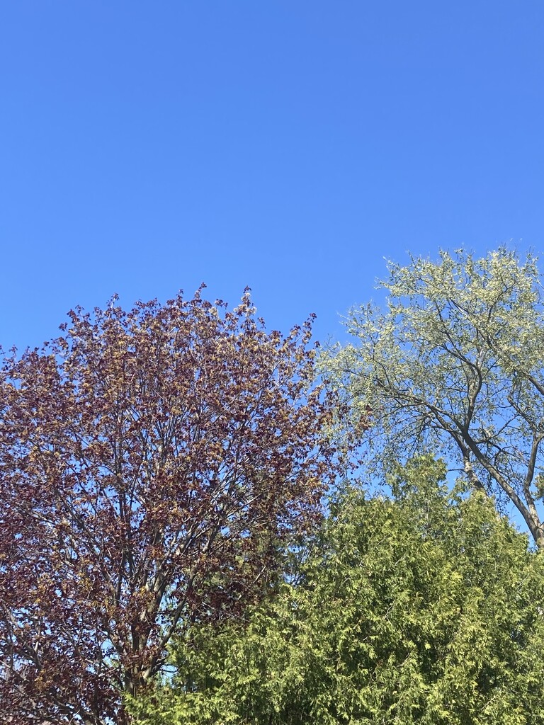 Half Sky, Half Treetops by spanishliz