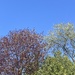 Half Sky, Half Treetops