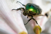 13th May 2025 -  Green Rose Chafer