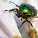  Green Rose Chafer by okvalle