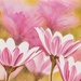 Clump of daisies~~~~~